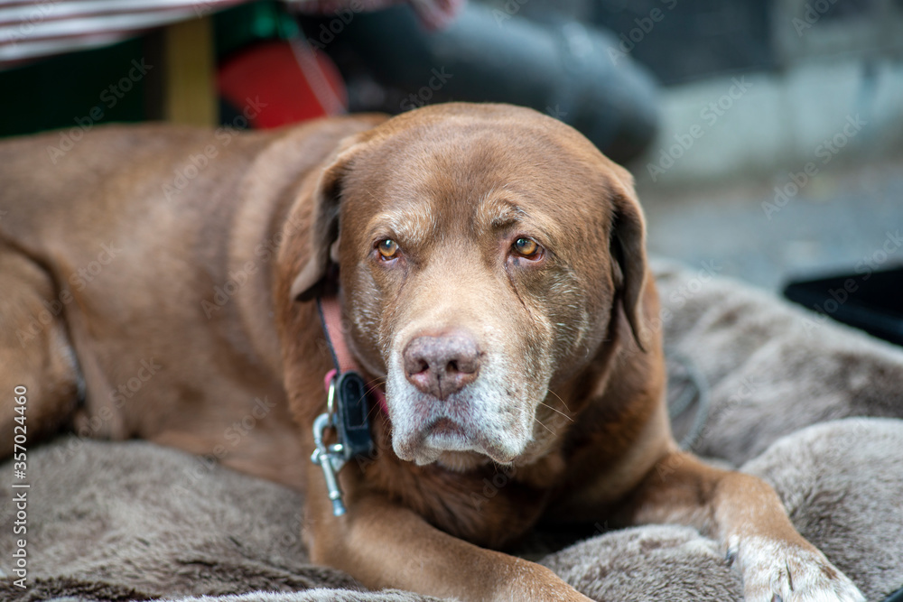 Senior chocolate Labrador Retriever is bored and a bit sad. He is laying on a pillow waiting for his owner. Senior chocolate Labrador Retriever is bored and a bit sad. He is laying on a pillow waiting for his owner.