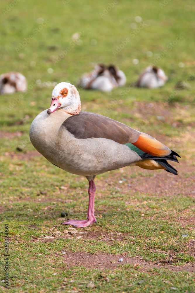Obraz premium Egyptian Goose (in german Nilgans, Alopochen aegyptiaca)