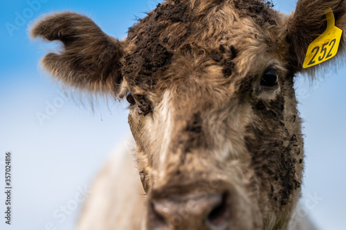 cows grazing on pasture. photo