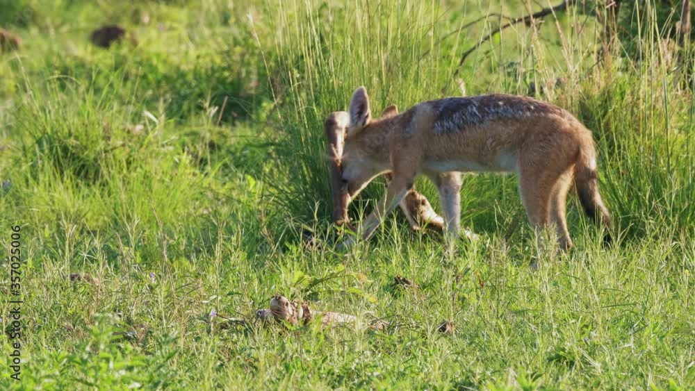 Black-Backed Jackal rips and chews at an old carcass in a grassy field in the Okavango Delta in Botswana. Telephoto shot. Black-Backed Jackal rips and chews at an old carcass in a grassy field in the Okavango Delta in Botswana. Telephoto shot.