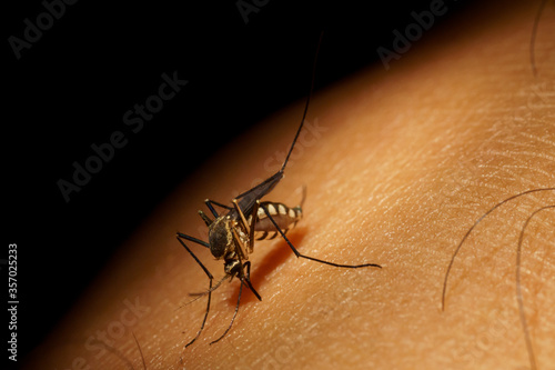 Macro mosquito carrier Dengue fever Chikungunya Malaria sucking blood human skin