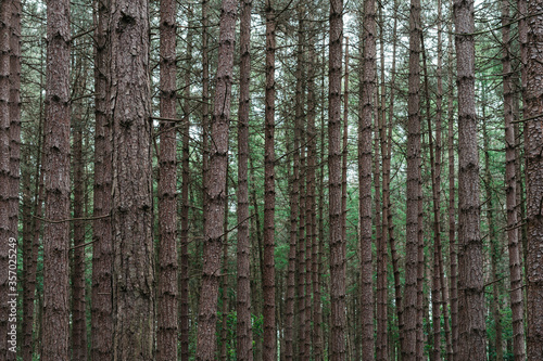 trees in the forest 