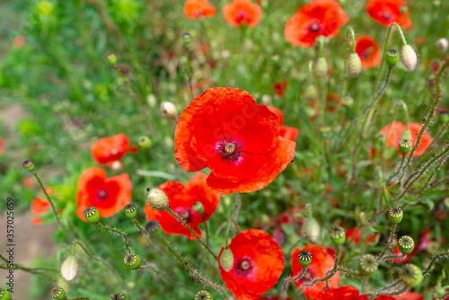 Mohn