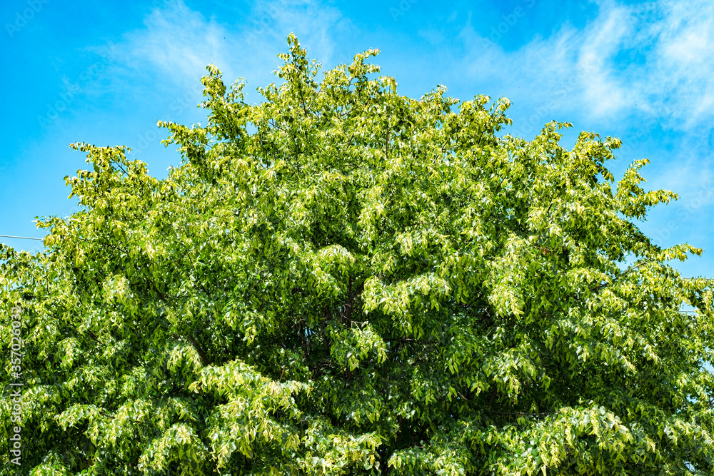 lime tree with many spring flowers lime tree with many spring flowers