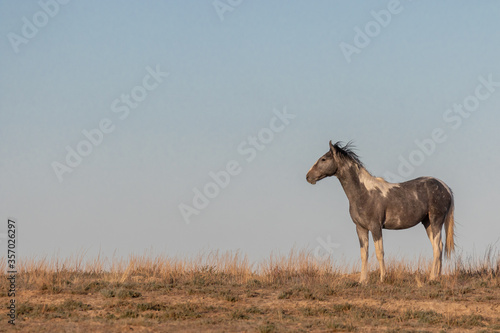 Wild Horse in the Utah Desert in Spring © natureguy