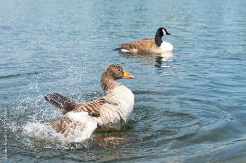 The Greylag Goose Splashes In The Pond photo