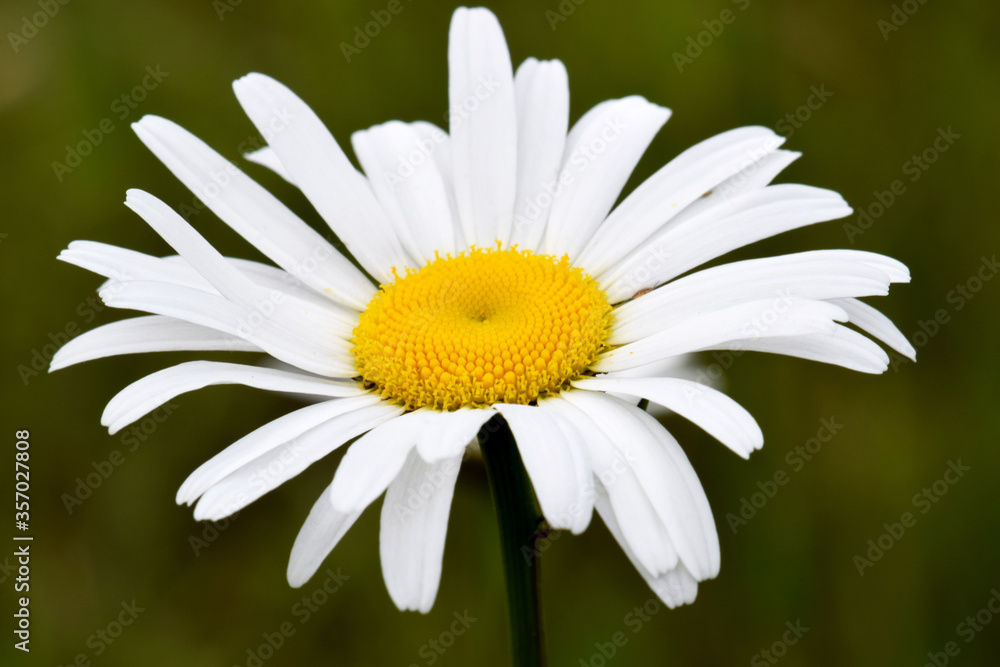 Daisy 01 Daisy 01
