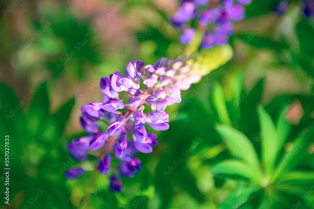 Beautiful lupine flower on a on a green natural background morning sunrise close-up of a macro.  Soft focus