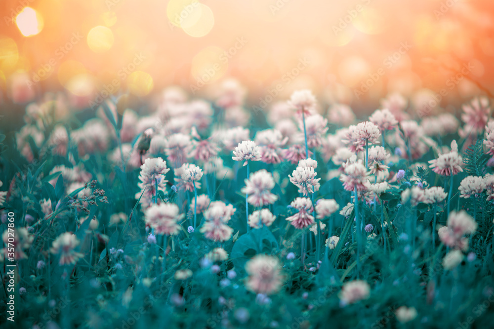 Natural abstract backgrounds with wild flowers of clover in the meadow in the morning sun rays close-up with soft blurred focus and toning in shades of turquoise