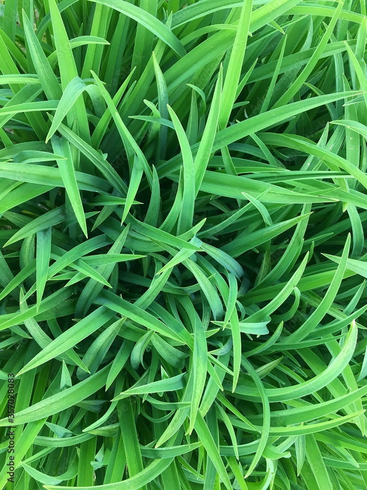 Juicy green grass top view close-up. Natural herbal background. High quality photo Juicy green grass top view close-up. Natural herbal background. High quality photo