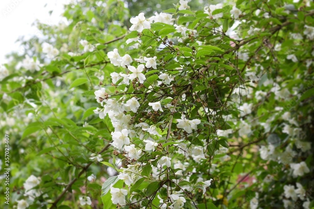 Blooming Philadelphus. White flowers in garden Blooming Philadelphus. White flowers in garden
