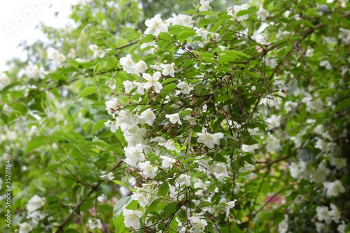 Blooming Philadelphus. White flowers in garden