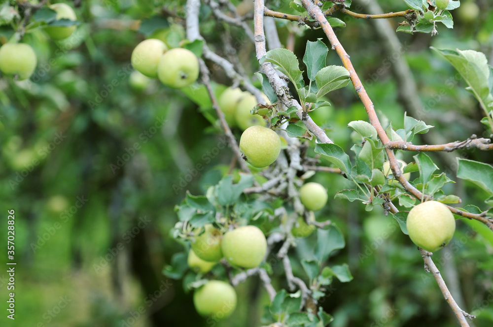 Apple malang fruits and trees, Malang, Indonesia