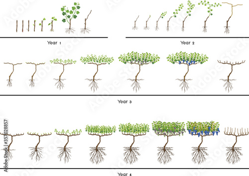 Life cycle of grapevine isolated on white background. Four year grapevine development and ripening stages. Spur pruning