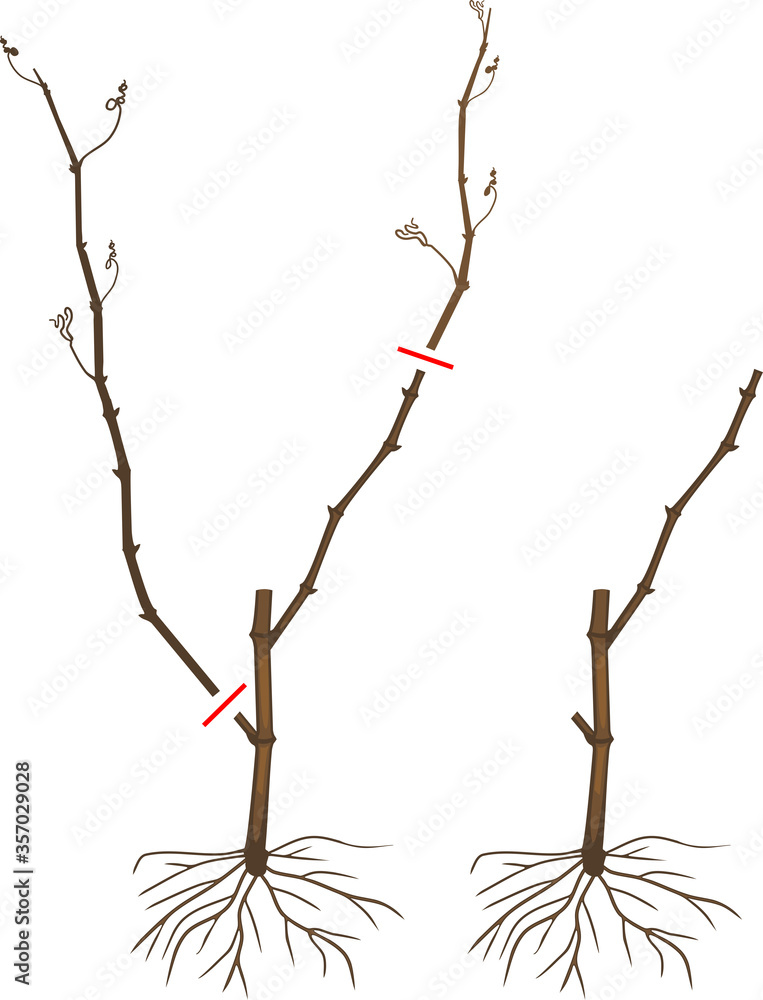 Fototapeta premium Scheme for pruning grape cuttings at the end of the first year of vegetation