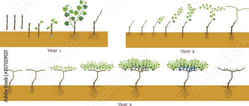 Life cycle of grapevine isolated on white background. Three year grapevine development and ripening stages. Spur pruning