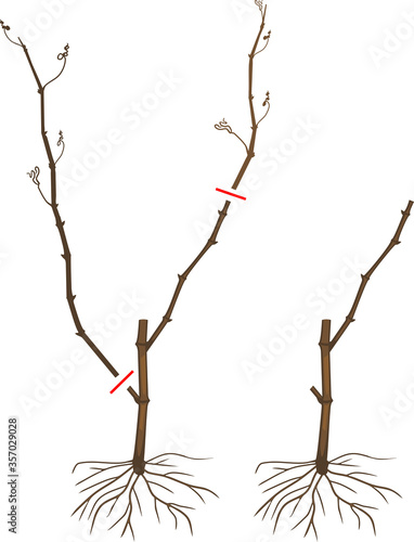 Scheme for pruning grape cuttings at the end of the first year of vegetation