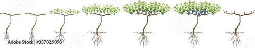 Annual growth life cycle of grapevine isolated on white background. Grapevine development and ripening stages
