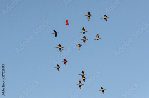 Aves conhecidas como Guará, sobrevoam o céu de Atim, vilarejo nos Lençóis Maranhenses, Brasil