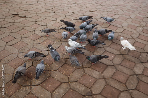 isolated crowd of pigeons on street, city doves eating from street.ANIMALS EATING.