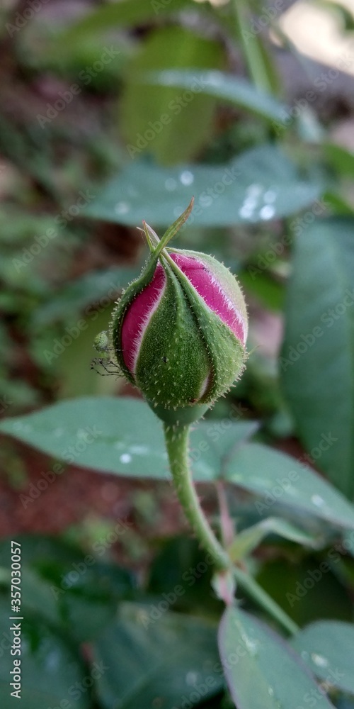 A beautiful rose flower bud before bloomed A beautiful rose flower bud before bloomed