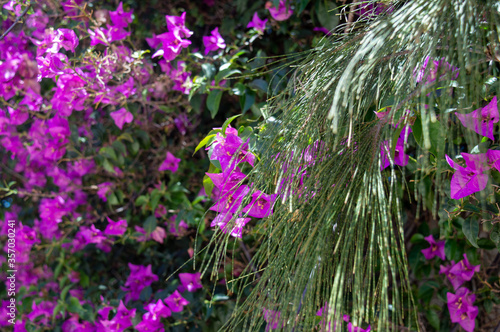 Summer floral backdrop of purple flowers with green leaves for spring or summer time.Spring blossom background. 