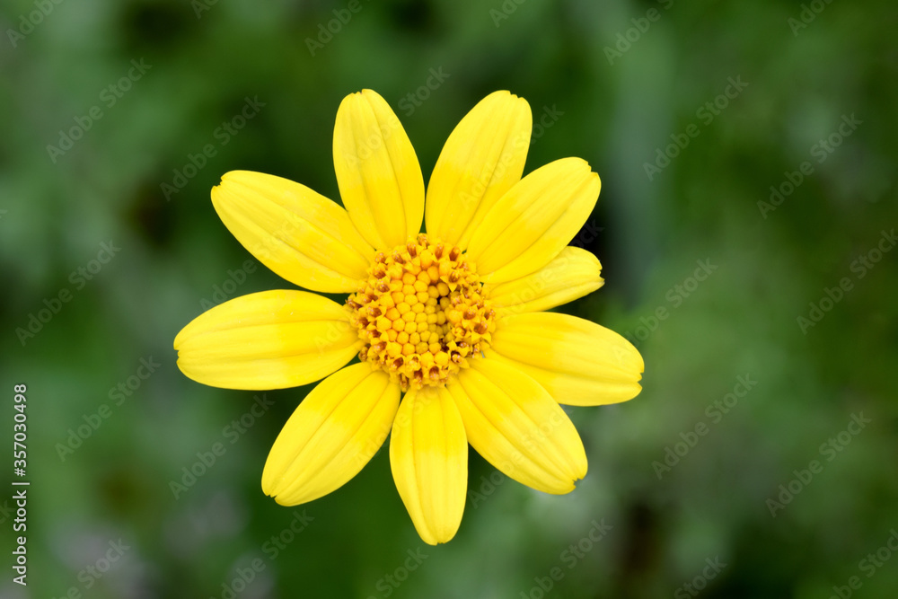 Obraz premium Woolly Sunflower 04