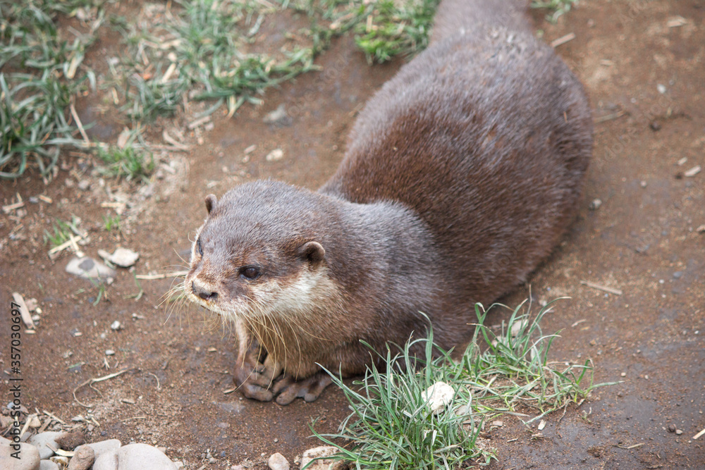 Asian small-clawed otter (in german Zwergotter) Amblonyx cinereus Asian small-clawed otter (in german Zwergotter) Amblonyx cinereus