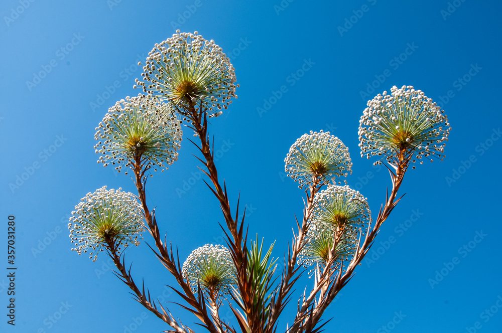 Flores do cerrado brasileiro, encontradas na Chapada dos Veadeiros, conhecidas popularmente pelo nome de Flores do cerrado brasileiro, encontradas na Chapada dos Veadeiros, conhecidas popularmente pelo nome de