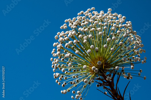 Flores do cerrado brasileiro, encontradas na Chapada dos Veadeiros, conhecidas popularmente pelo nome de 