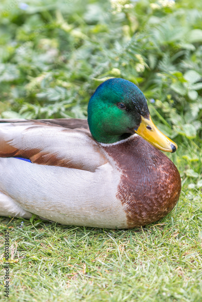 Male Mallard, wild duck (Stockente, Anas platyrhynchos) Male Mallard, wild duck (Stockente, Anas platyrhynchos)