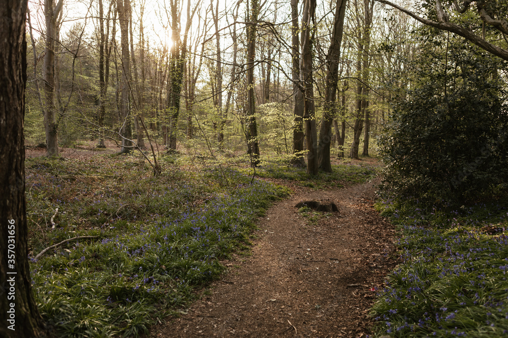 Obraz premium path in the woods