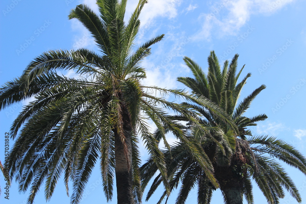 Palm tree tops with blue sky. A very tropical and summery image Palm tree tops with blue sky. A very tropical and summery image