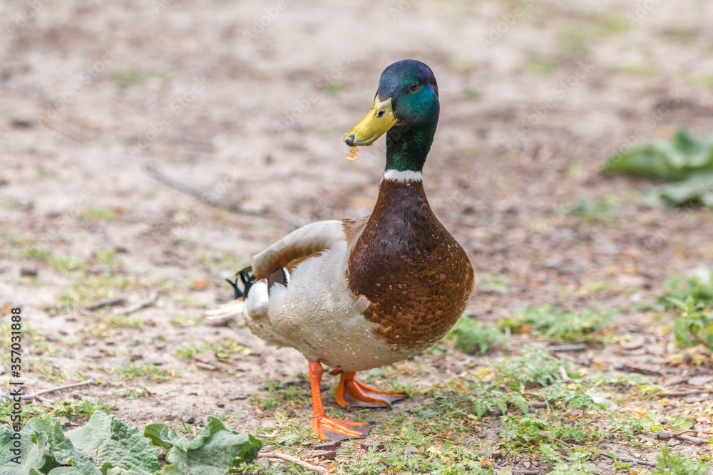 Male Mallard, wild duck (Stockente, Anas platyrhynchos) Male Mallard, wild duck (Stockente, Anas platyrhynchos)