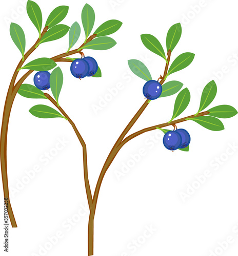 Blueberry plant with ripe blue berries and green leaves isolated on white background