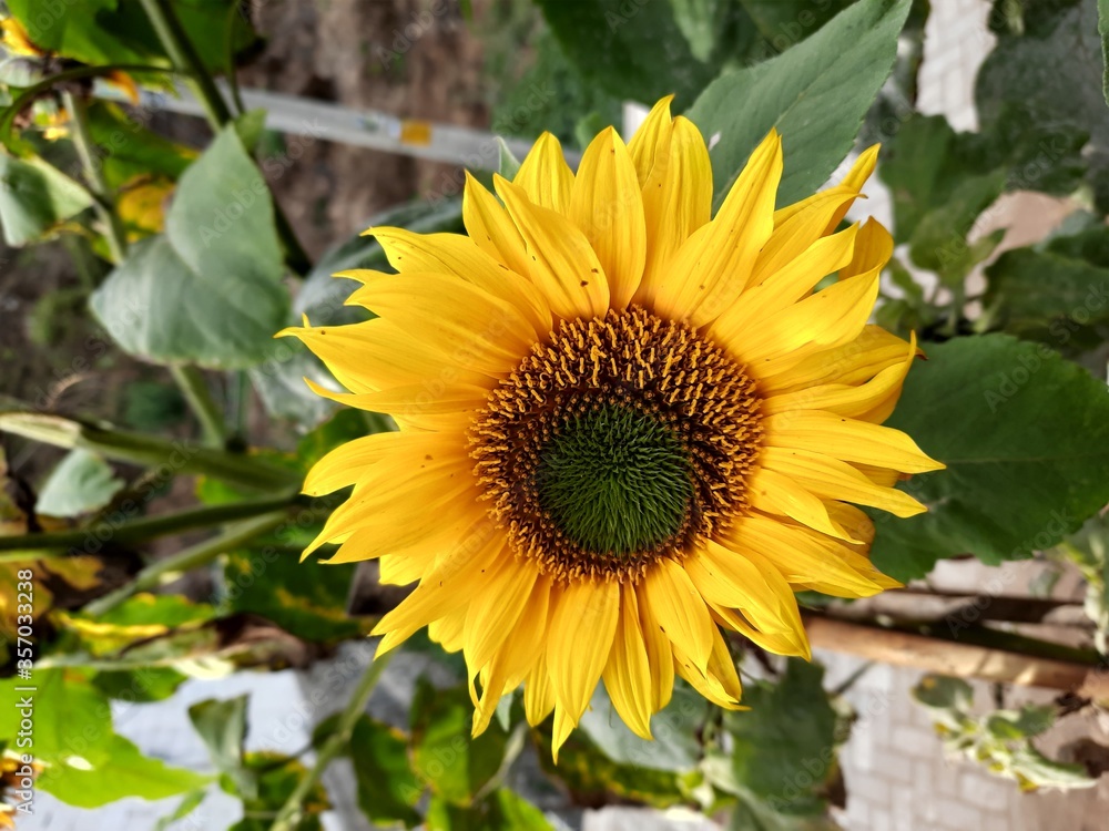 Naklejka premium sunflower in the garden