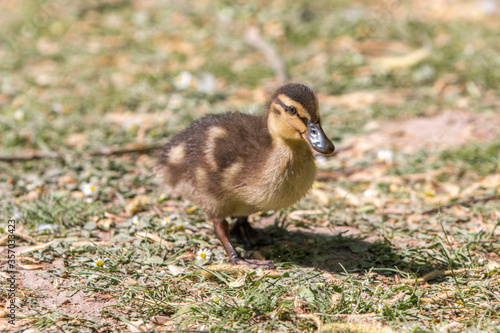 Mallard chick wild duck (Stockente, Anas platyrhynchos)