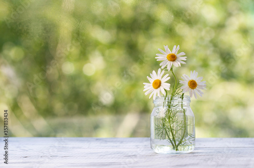 Three daisies in a transparent jar on a green background.