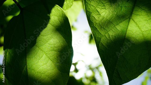 Catalpa tree