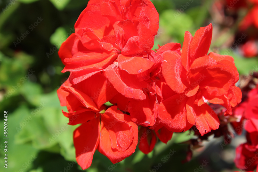 Macro de flores rojas de geranio (Pelargonium zonale) Macro de flores rojas de geranio (Pelargonium zonale)
