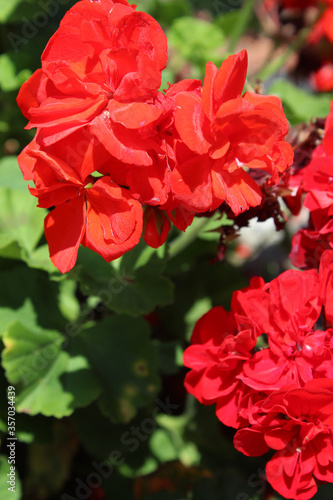 Macro de flores rojas de geranio  Pelargonium zonale 