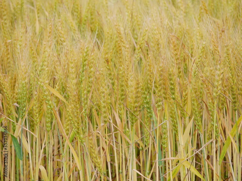 Ripe golden wheat ready for harvest