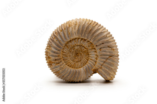 Fossilized ammonite shell isolated on a white background photo