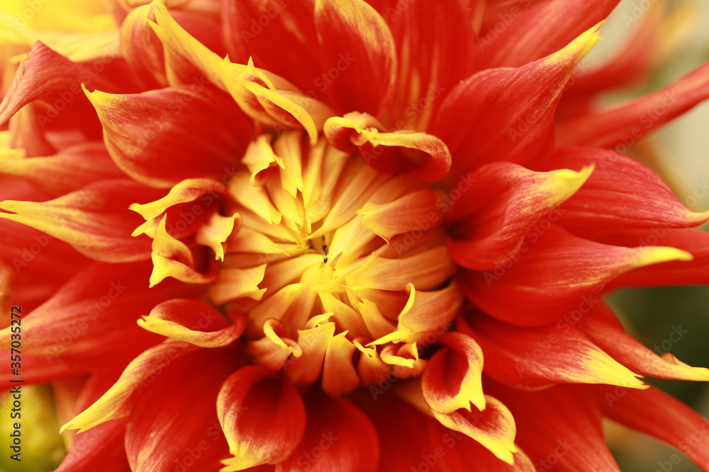 Close up of a firebird dahlia Close up of a firebird dahlia