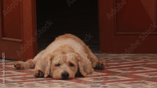 Lazy dog resting in the shade on cold tiles during hot season in Southeast Asia
