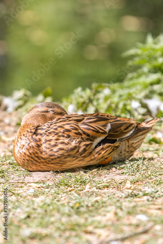 Female Mallard wild duck (Stockente, Anas platyrhynchos) © pixs:sell