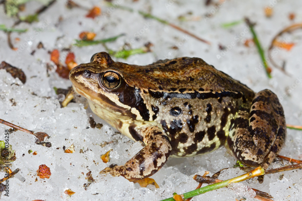 Fototapeta premium Rana bermeja (Rana temporaria), de color oscura sobre el hielo.