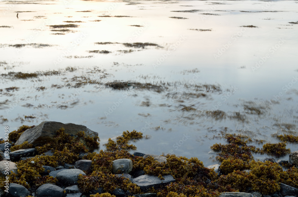 beautiful brown seaweed floating in calm fjord