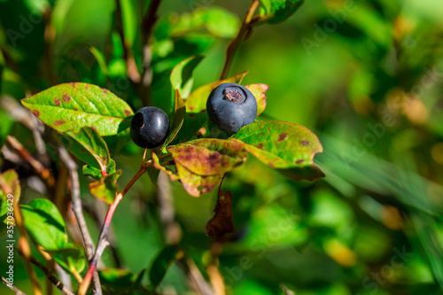 Huckleberries in the Northwest