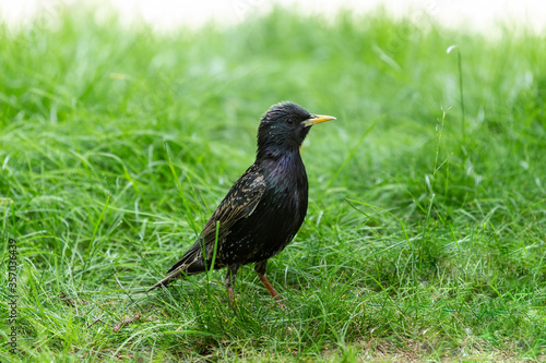 Adult European starling on the grass